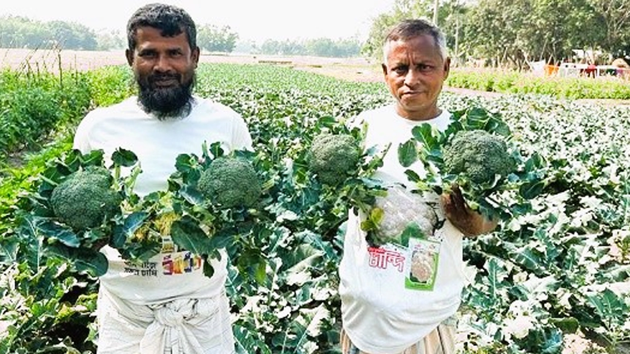 ব্রোকলি হাতে নিজের ক্ষেতে দাঁড়িয়ে আছেন সবজি চাষি শরিফ মিয়া ও তার এক স্বজন। ছবি : কালবেলা