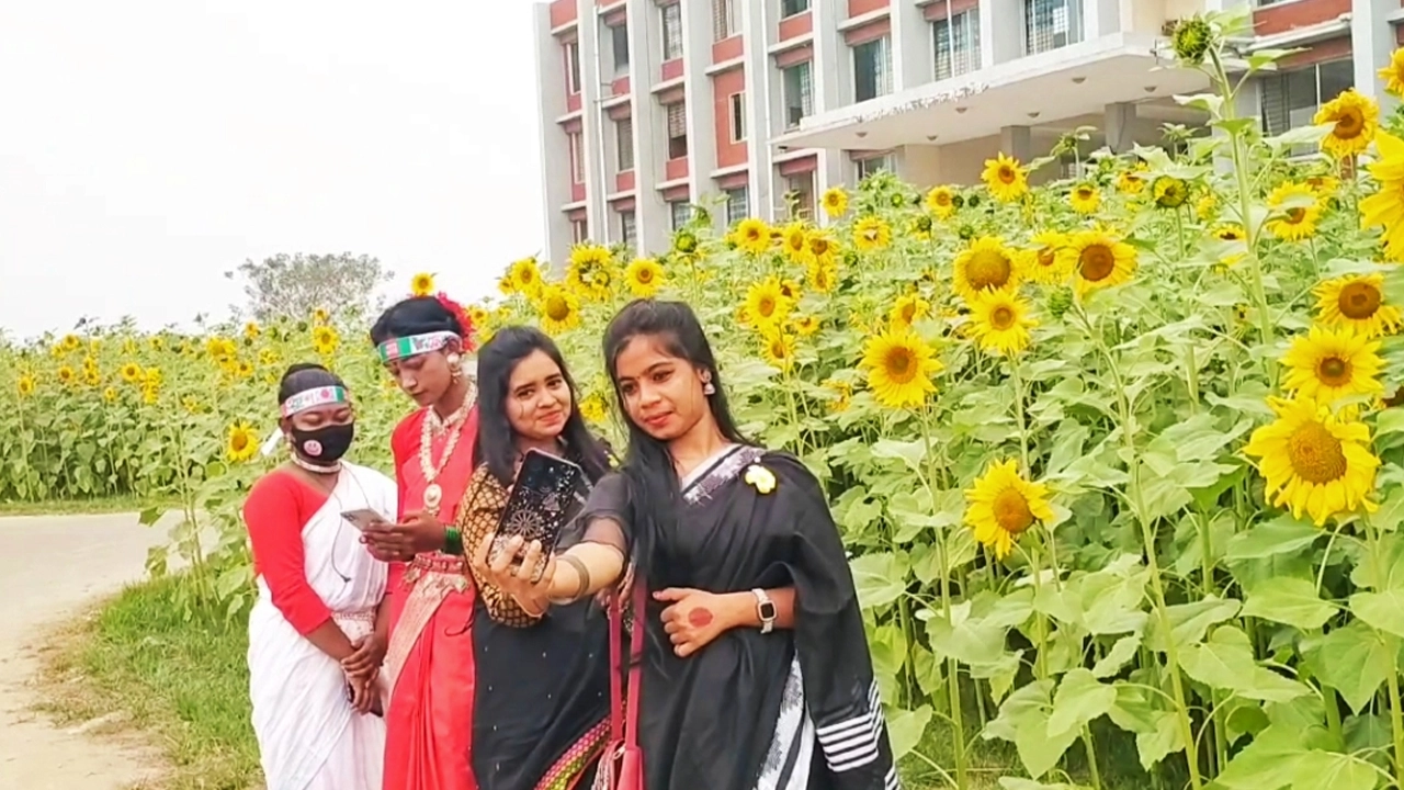 নাটোরের নলডাঙ্গা উপজেলা পরিষদ প্রাঙ্গণে সূর্যমুখী ফুলের সঙ্গে সেলফিতে মেতেছে তরুণীরা। ছবি : কালবেলা