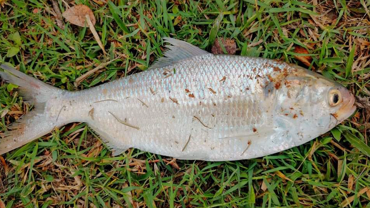 নোয়াখালীর পুকুরে পাওয়া ইলিশ। ছবি : কালবেলা