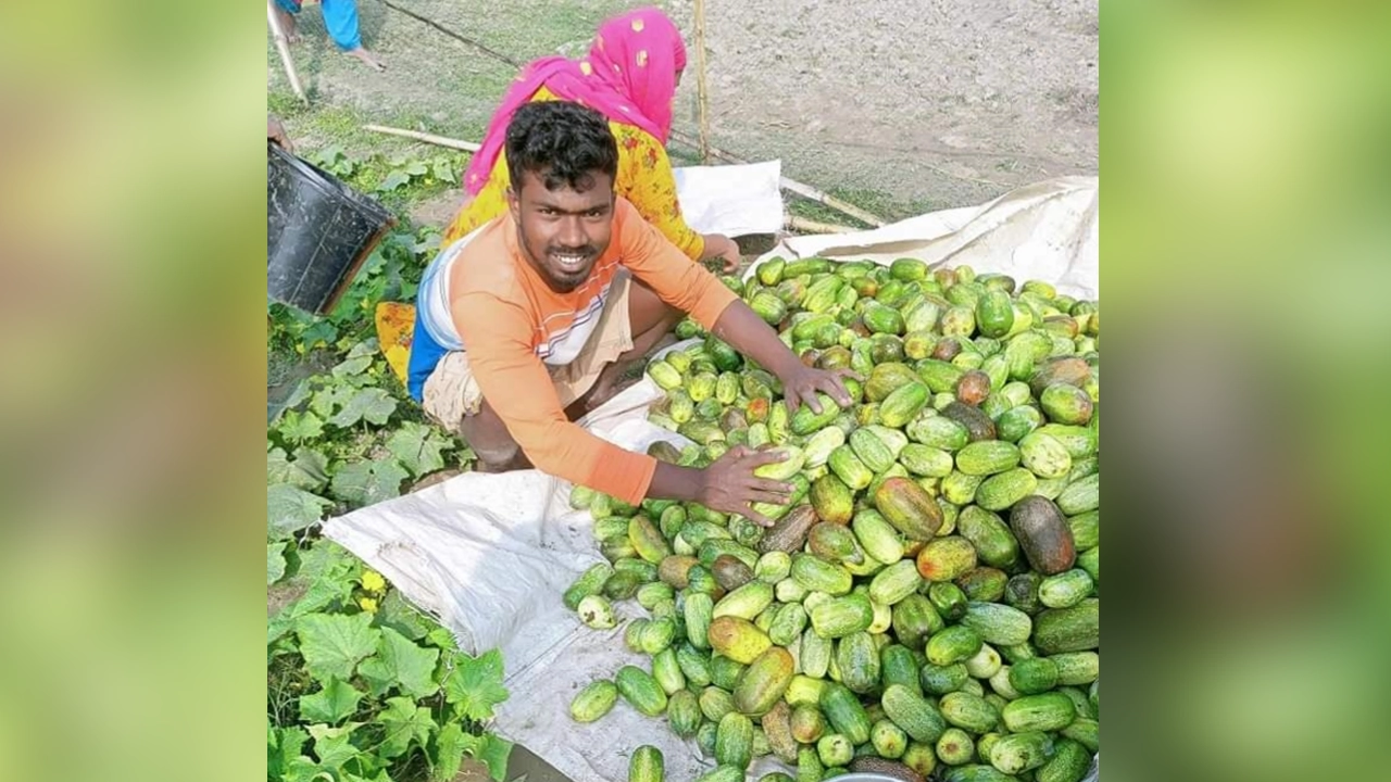 নেত্রকোনার কেন্দুয়ায় খিরা চাষে বাম্পার ফলন। ছবি : কালবেলা