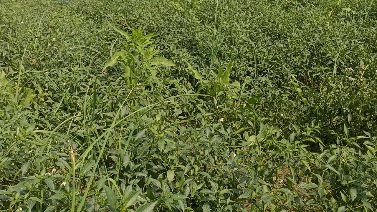 মরিচ ক্ষেত। ছবি : কালবেলা