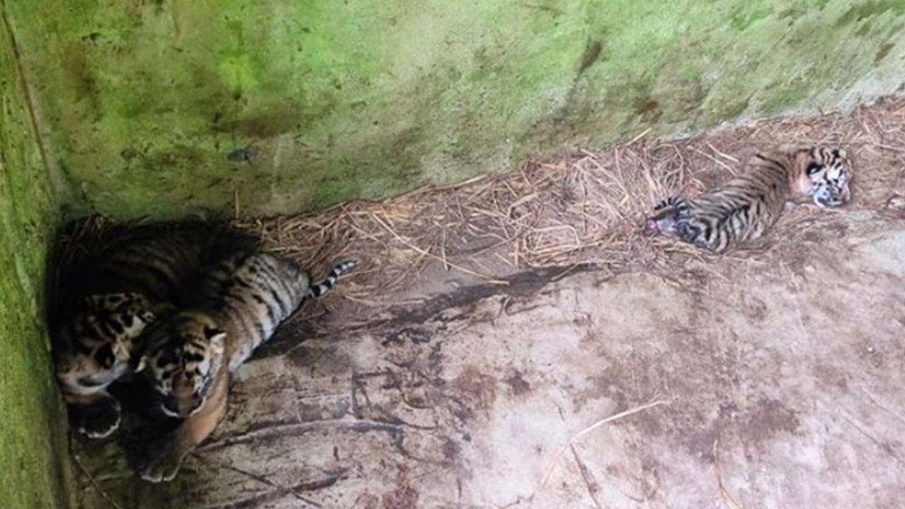 চট্টগ্রাম চিড়িয়াখানায় জন্ম নেওয়া তিন বাঘ শাবক। ছবি : কালবেলা