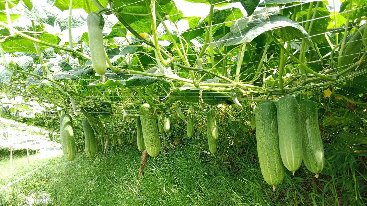 শসা চাষ