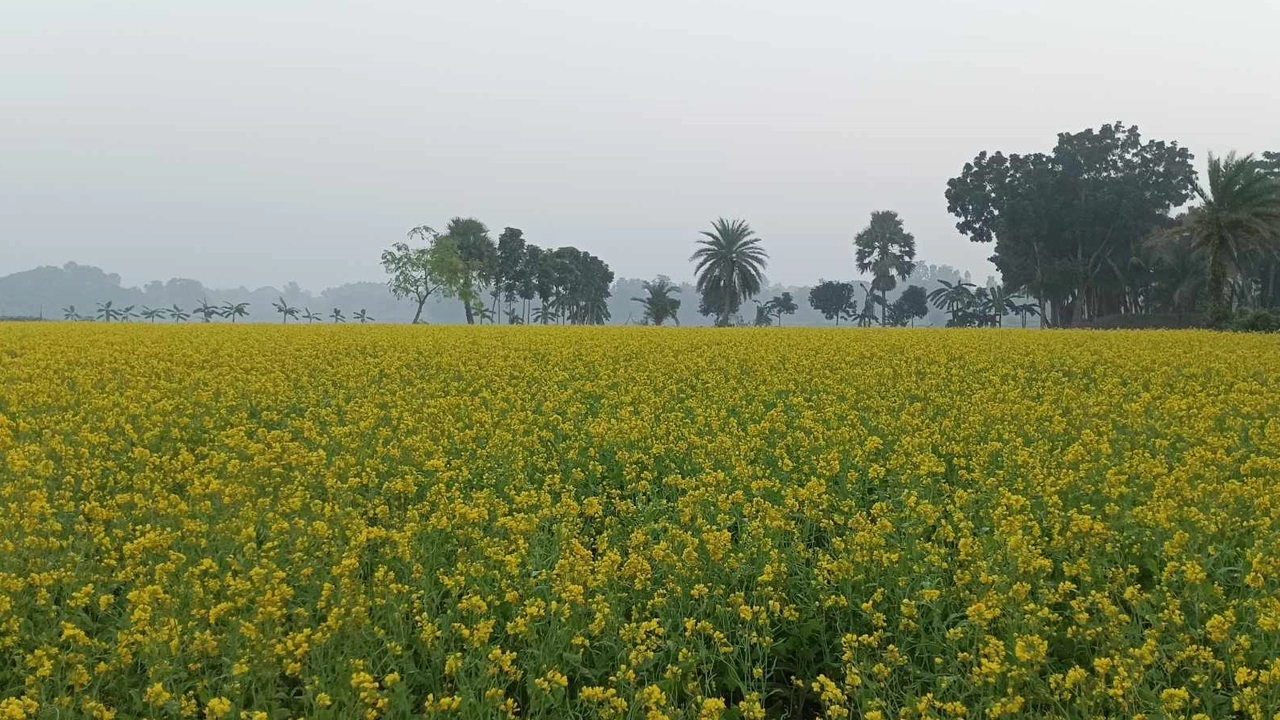 মাঠজুড়ে হলুদ সরিষা ফুলের সমারোহ। ছবি : কালবেলা