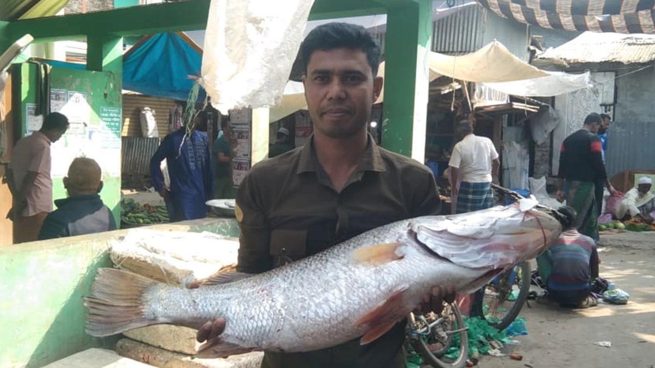 কোরাল