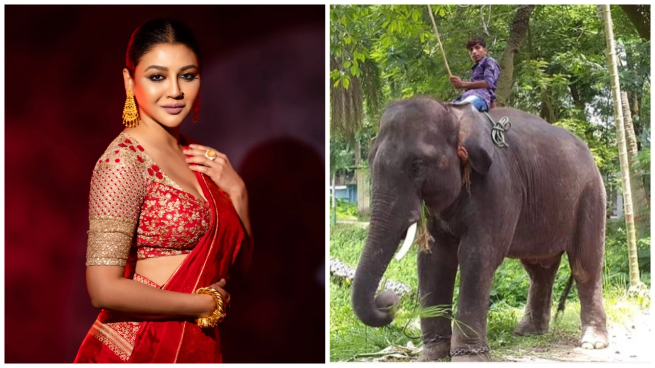 হাতিকে নির্যাতনের মাধ্যমে প্রশিক্ষণ বন্ধ করতে হাইকোর্টে একটি রিট আবেদন করেন অভিনেত্রী জয়া আহসান। ছবি : সংগৃহীত