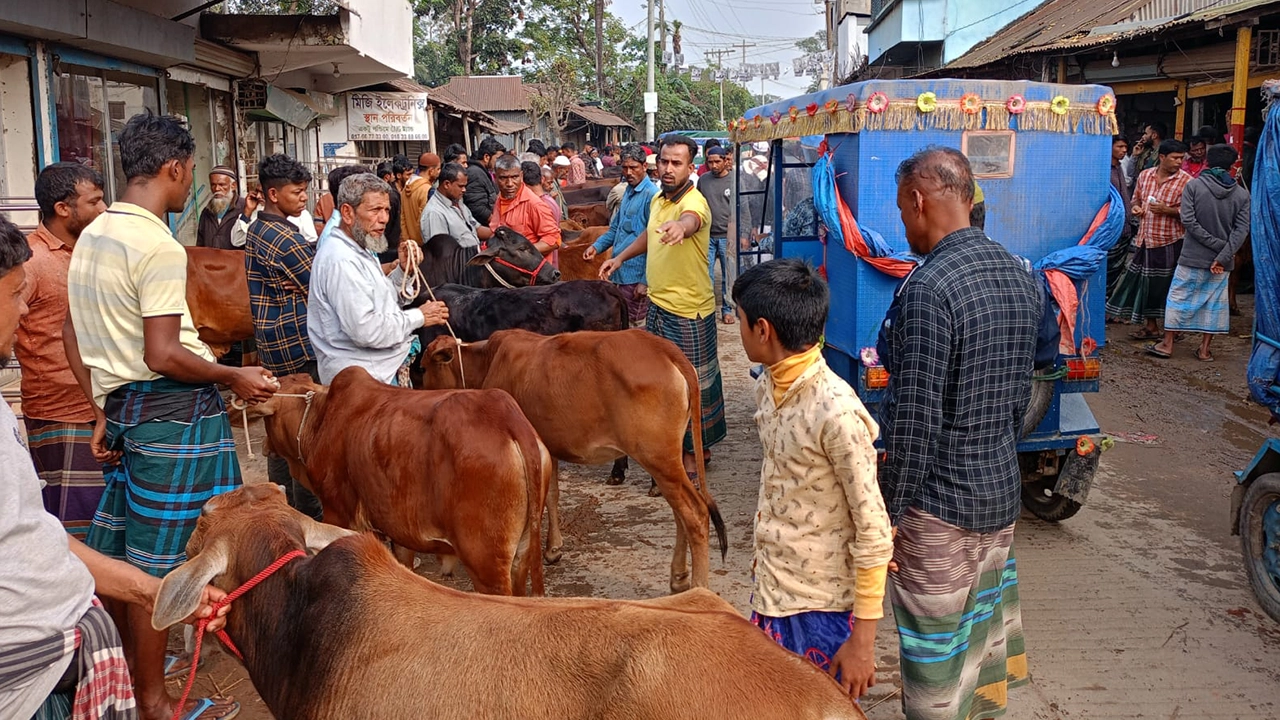 কুমিল্লার মনোহরগঞ্জে সড়কের উপর গরু-ছাগলের হাট। ছবি : কালবেলা