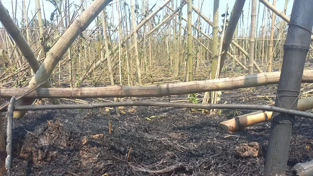 আগুনে পোড়া পানের বরজের একাংশ। ছবি : কালবেলা