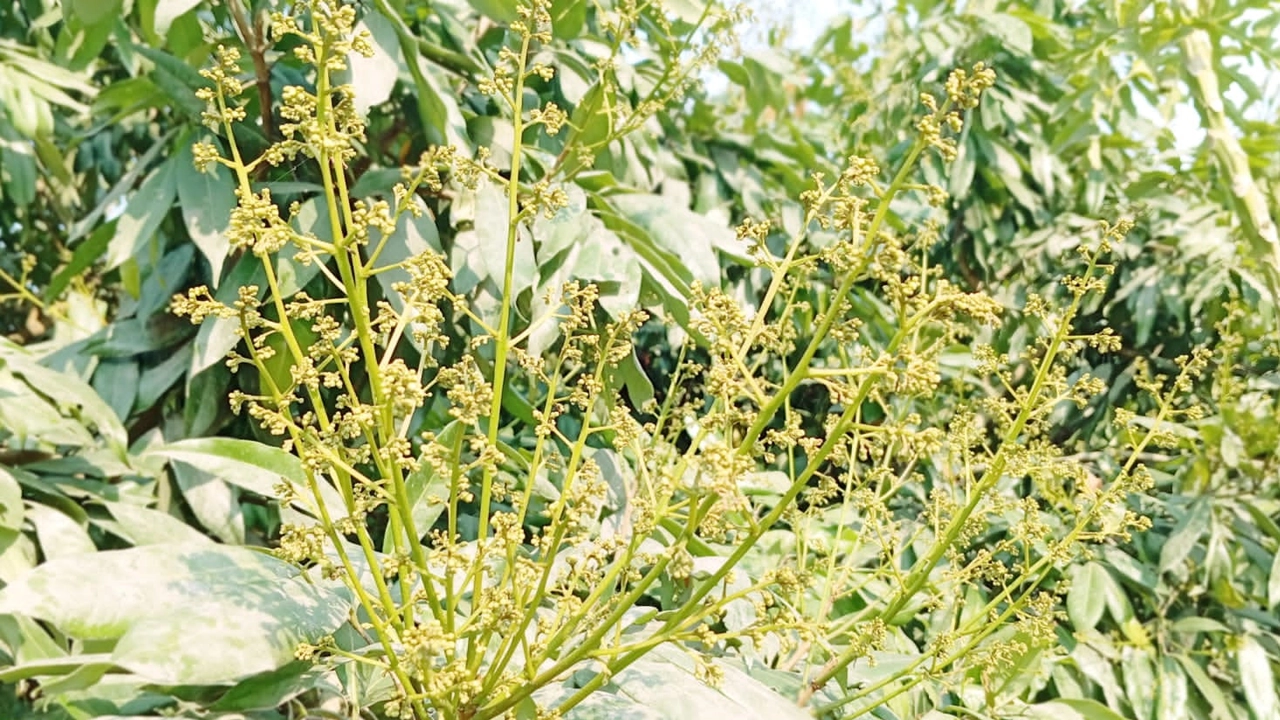 সবুজ পাতার ফাঁকে ফাঁকে উঁকি দিচ্ছে নাক ফুলের মতো লিচুর সোনালি মুকুল। ছবি : কালবেলা