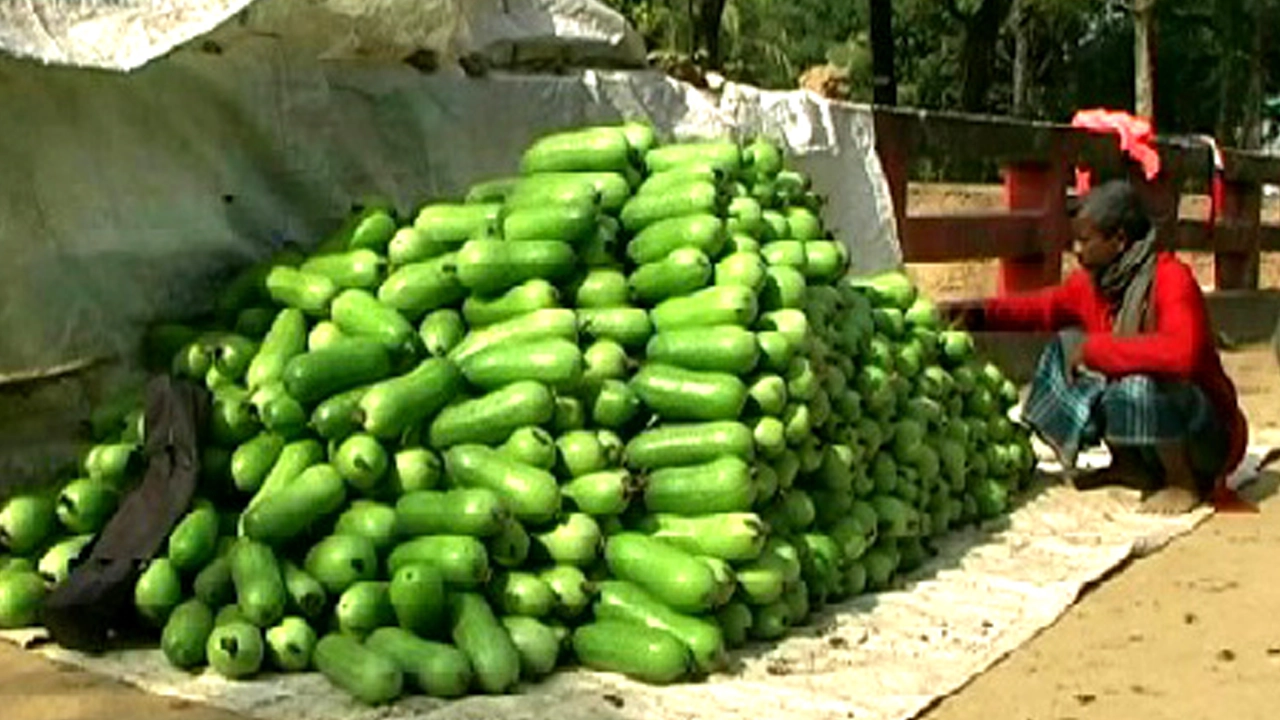 নেত্রকোনায় এবার চাল কুমড়ার বাম্পার ফলন। ছবি : কালবেলা