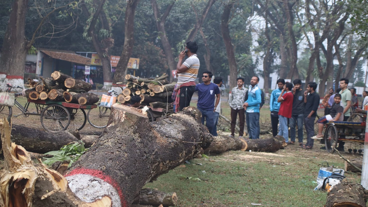 কুষ্টিয়া ইসলামী বিশ্ববিদ্যালয়ে বৃক্ষ নিধন। ছবি : কালবেলা