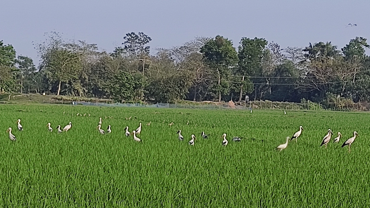 কুমিল্লার ব্রাহ্মণপাড়ায় মাঠে মাঠে দেখা মিলছে পরিযায়ী শামুকখোলের। ছবি : কালবেলা