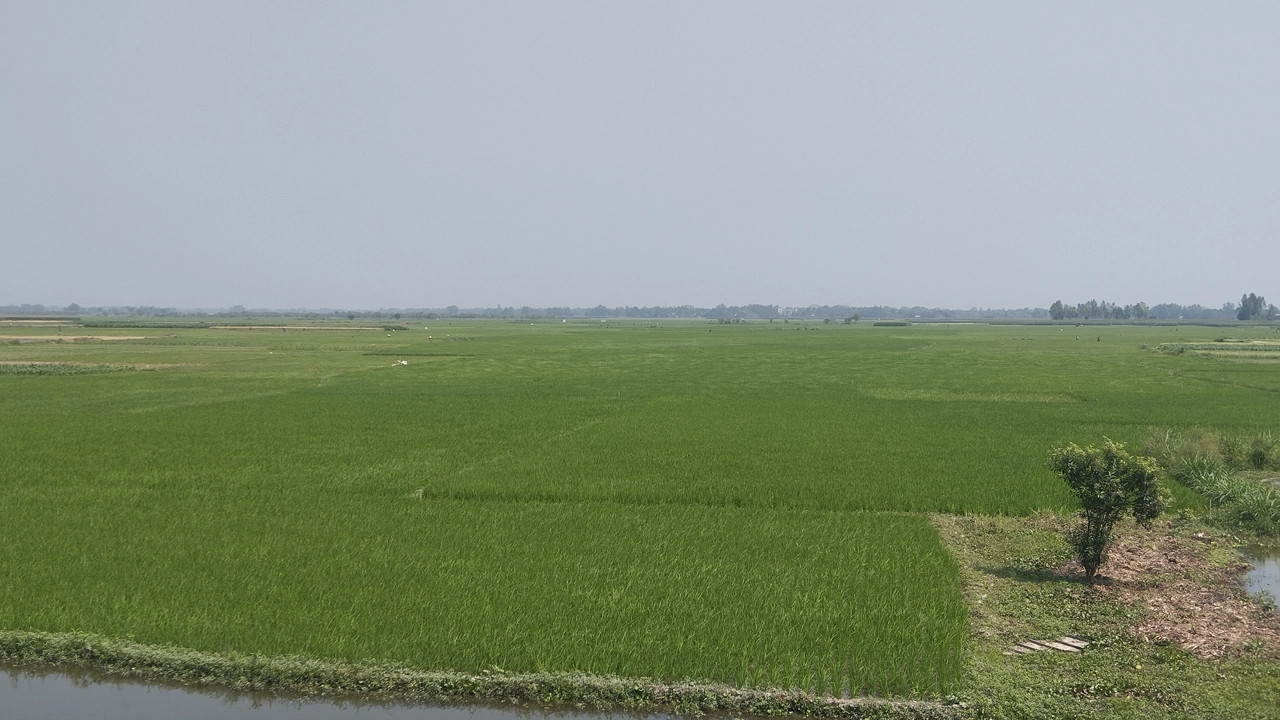 হরিরামপুরে ভাতছালা বিলে সবুজের সমারোহ। ছবি : কালবেলা