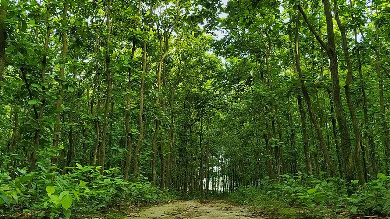 গাজীপুরের গজারি বন। ছবি : সংগৃহীত