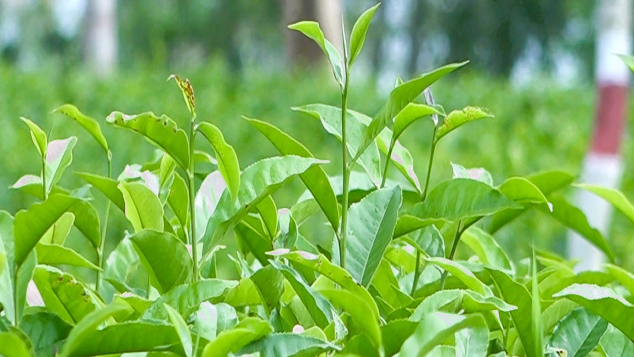 মৌলভীবাজারের শ্রীমঙ্গলের চা বাগান। ছবি : কালবেলা