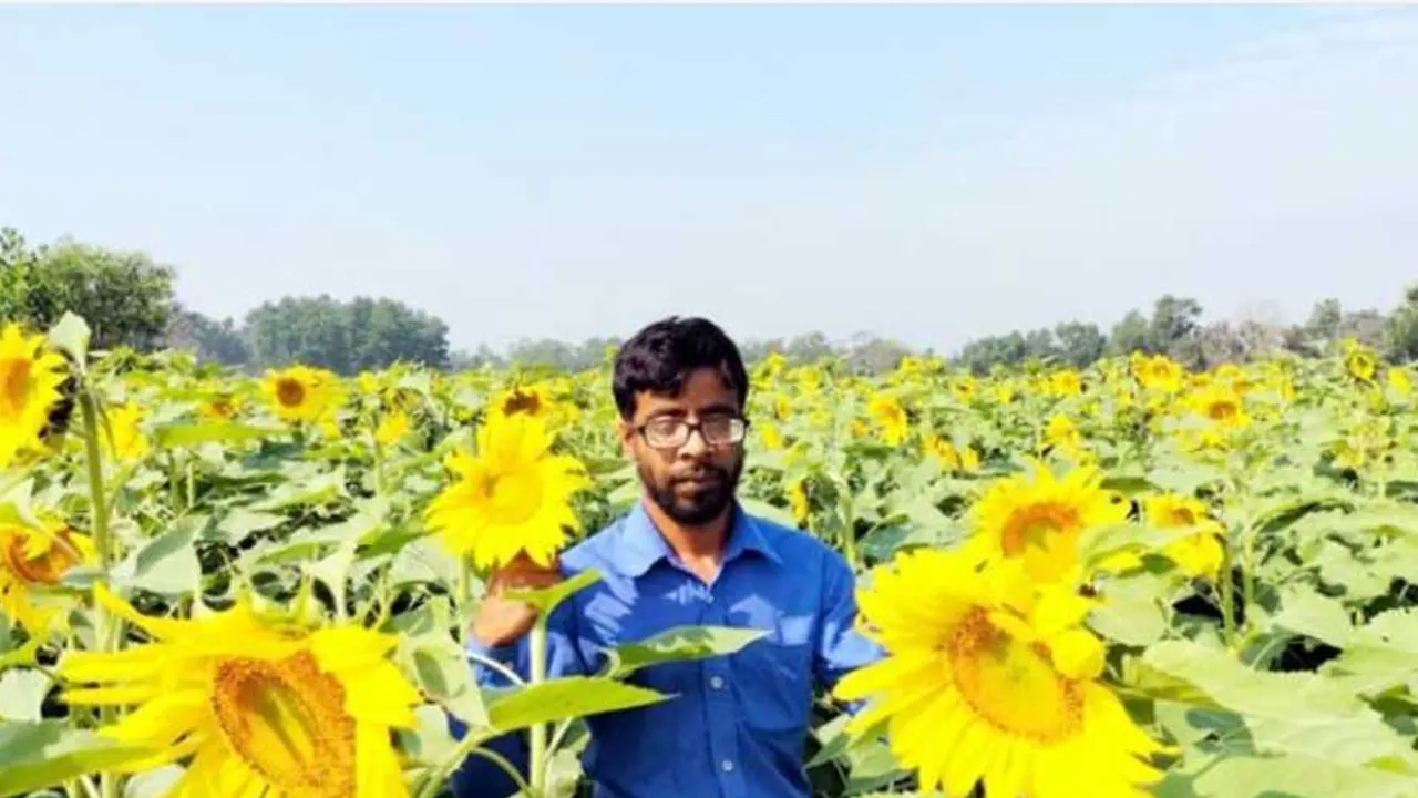 চাঁদপুরের মতলব উত্তরে নিজ বাগানে সূর্যমুখী চাষী জসীম উদ্দিন। ছবি : কালবেলা