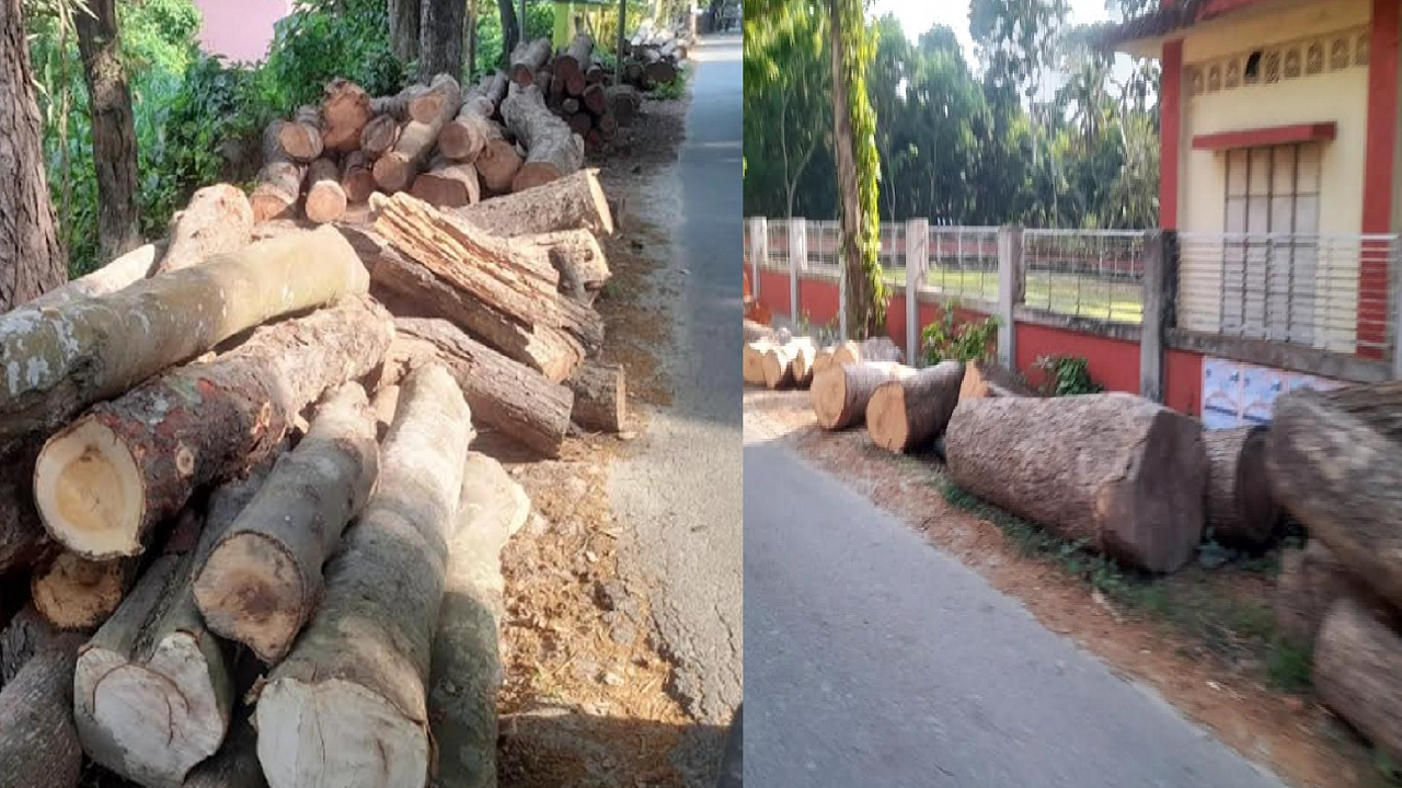 কৃষ্ণপুর-ফরিদপুর আঞ্চলিক মহাসড়কের দুই পাশে স্তূপ করে রাখা গাছের গুঁড়ি। ছবি : কালবেলা