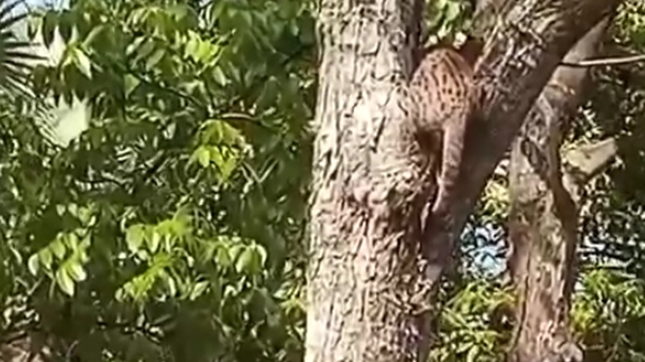মেহগনি গাছের মগডালে মেছোবাঘ। ছবি : কালবেলা