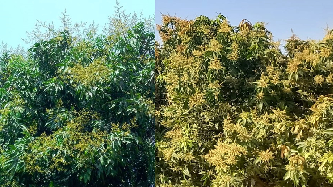 লিচু ও আমের মুকুল। ছবি : কালবেলা
