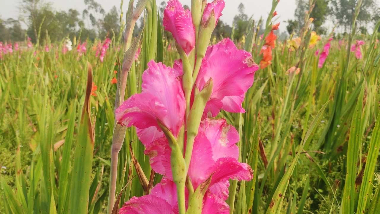 গ্লাডিওলাস ফুল। ছবি : কালবেলা