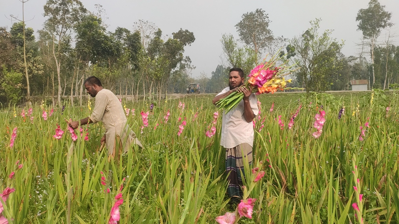 ক্ষেত থেকে গ্লাডিওলাস ফুল সংগ্রহ করছেন কৃষকরা। ছবি : কালবেলা