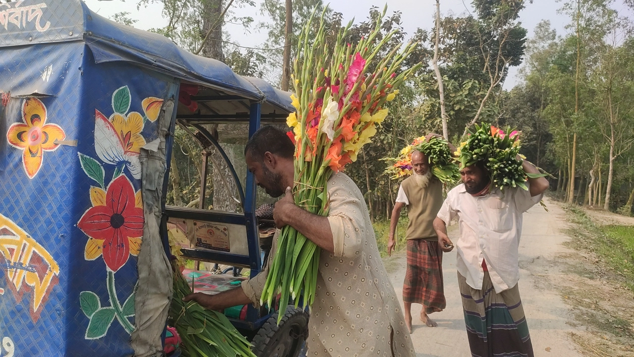 বিক্রির জন্য ক্ষেত থেকে অটোরিকশা যোগে বাজারে নেওয়া হচ্ছে গ্লাডিওলাস ফুল। ছবি : কালবেলা