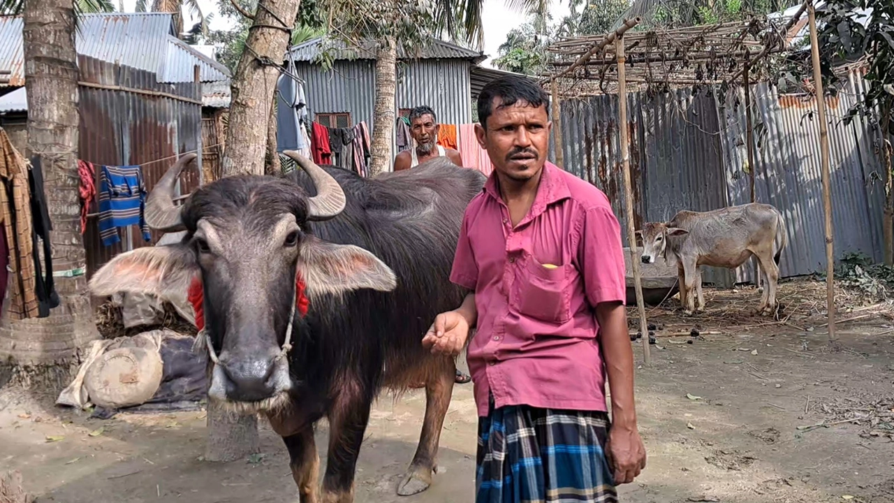 নিজের প্রিয় মহিষের সঙ্গে মজনু মিয়া। ছবি : কালবেলা