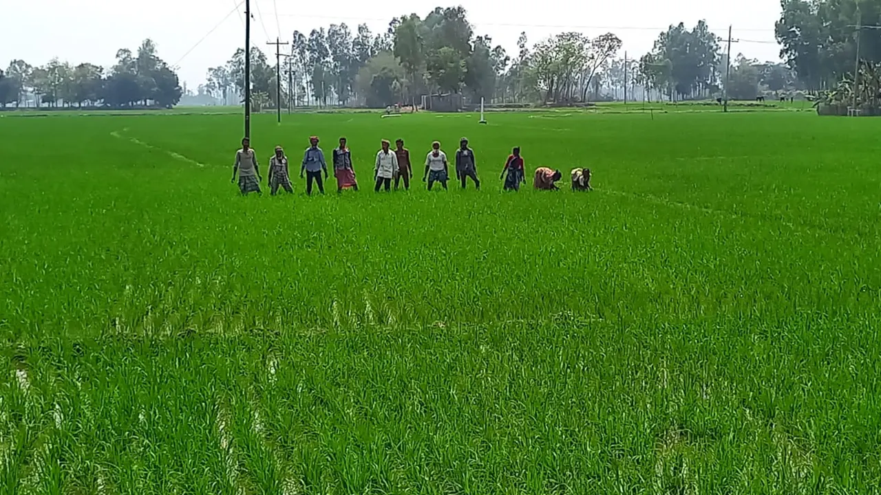 দিনাজপুরে কৃষকরা জমিতে বোরো ধানের পরিচর্যায় ব্যস্ত সময় পার করছেন। ছবি : কালবেলা