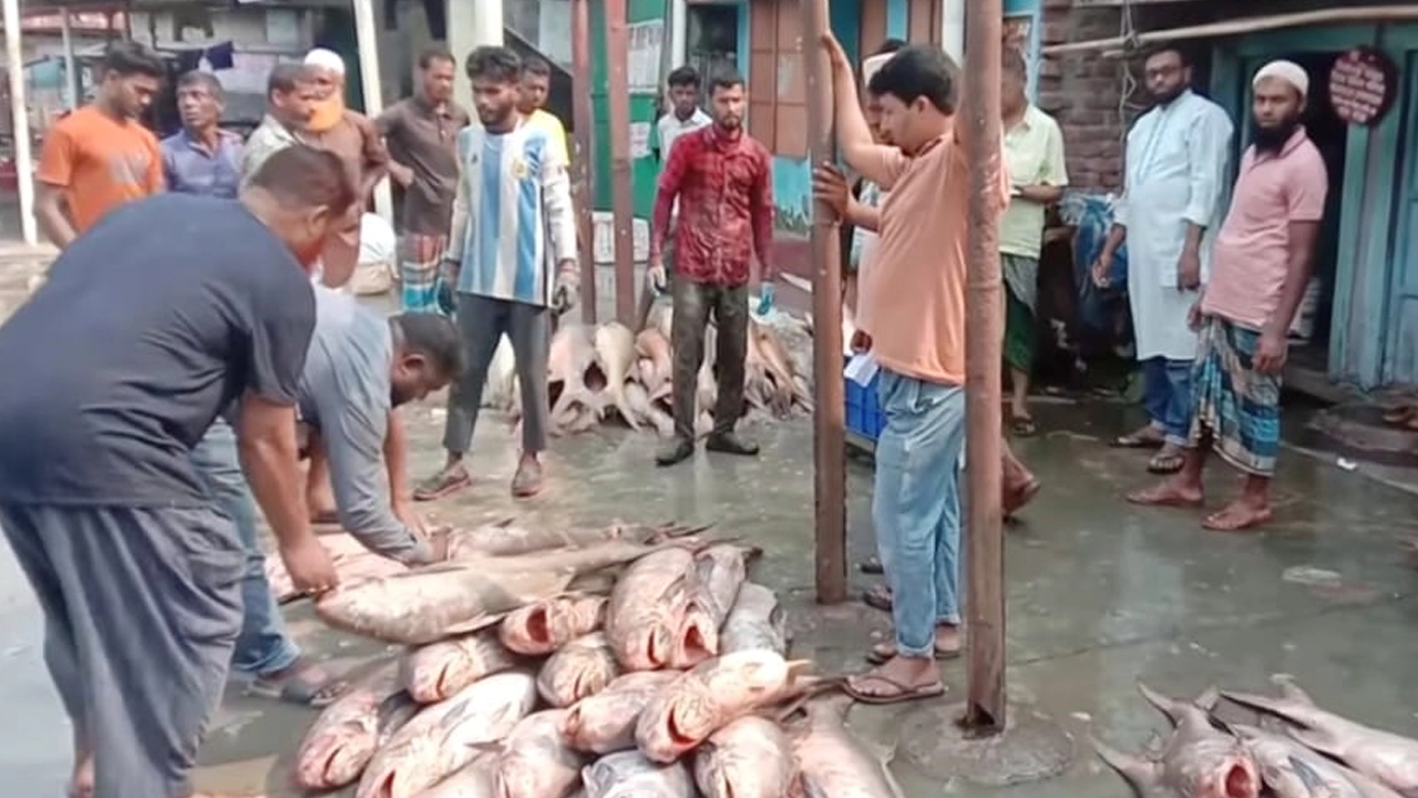ধরা পড়া লাক্ষা মাছ তোলা হয় পাইকারী বাজারে। ছবি : কালবেলা