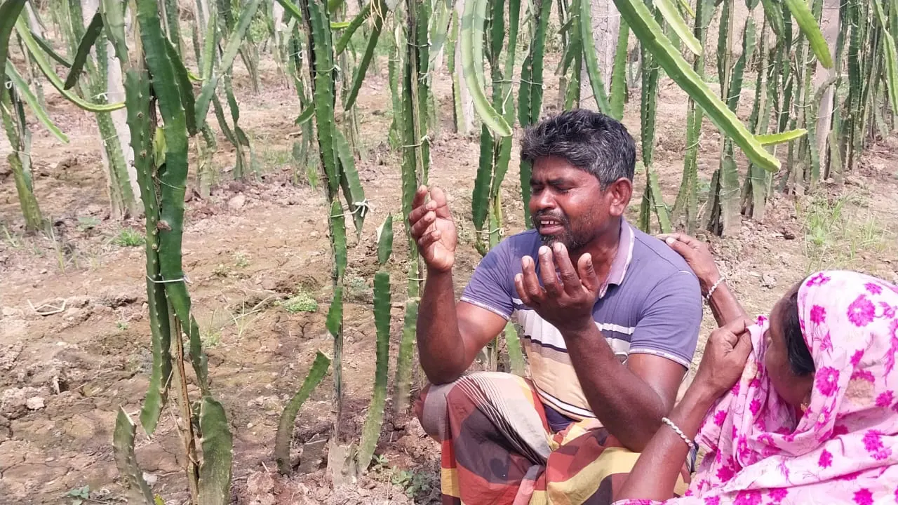 ২ হাজার ড্রাগন গাছ কেটে দিয়েছে দুর্বৃত্তরা। এতে কান্নায় ভেঙে পড়েন কৃষক কামরুল লস্কার। ছবি : কালবেলা
