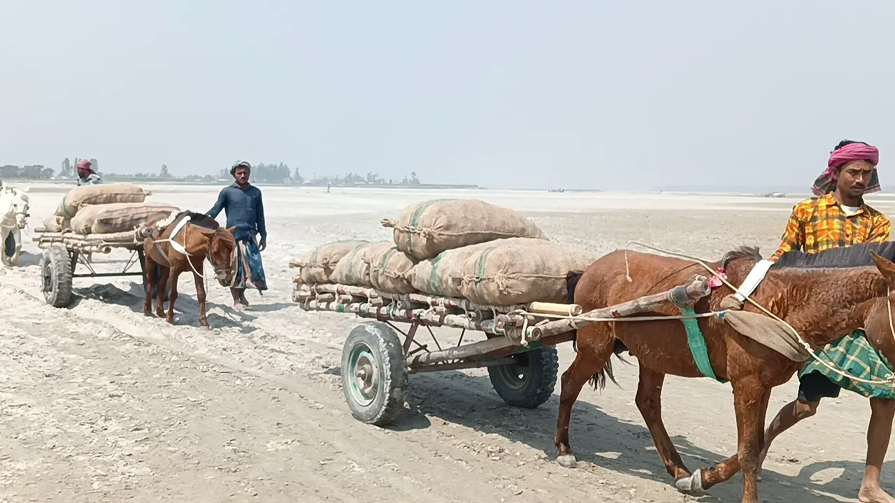 ঘোড়ার গাড়িতে চালকরা আলু বহন করে নিয়ে যাচ্ছে। ছবি : কালবেলা