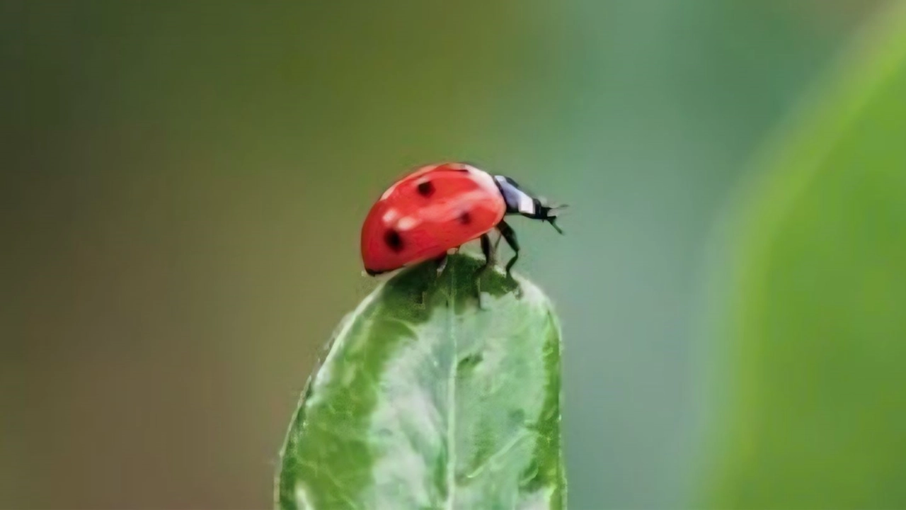 পাতার ওপর কৃষকবান্ধব পোকা লেডিবাগ। ছবি : কালবেলা