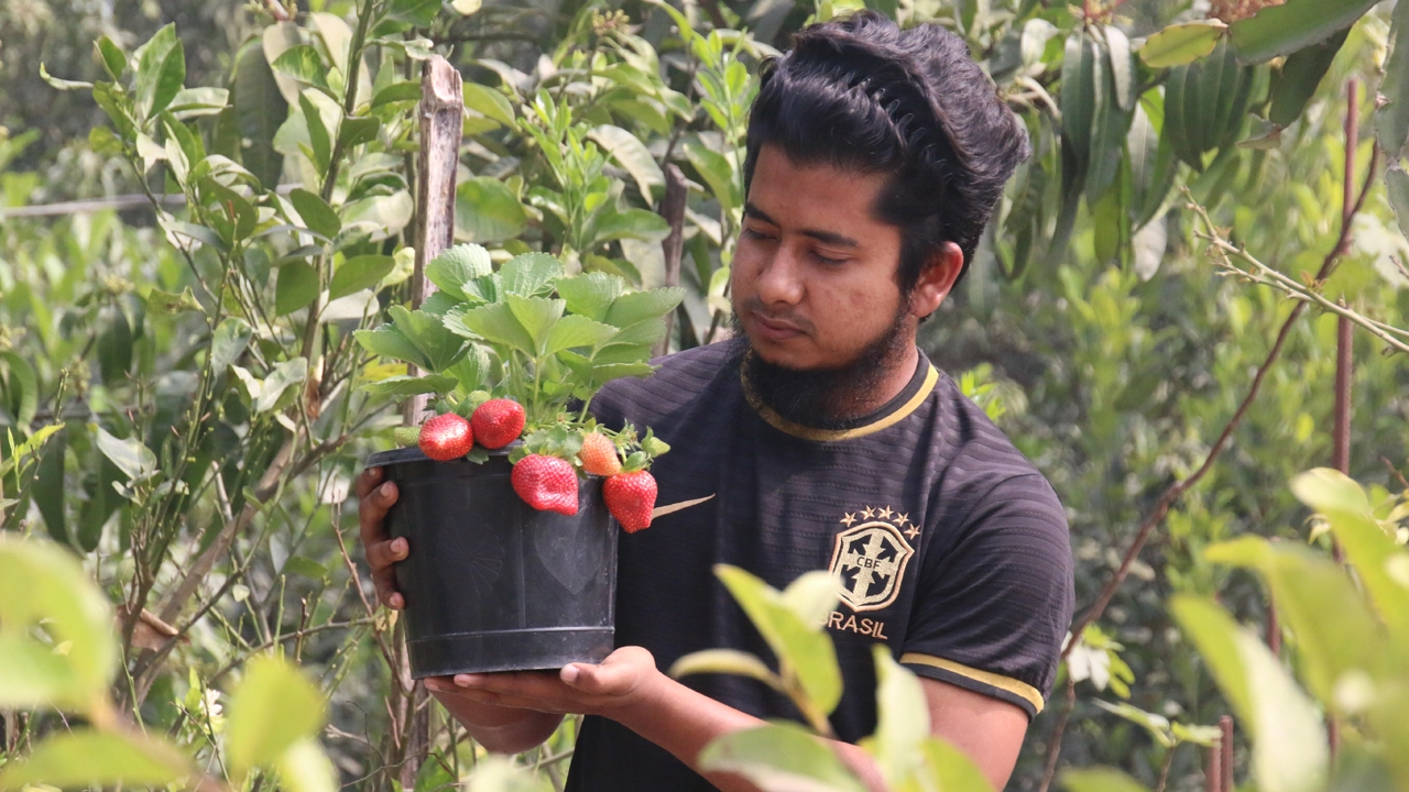 নিজের ছাদবাগানে স্ট্রবেরির চারা হাতে হিমেল মোল্লা। ছবি : কালবেলা