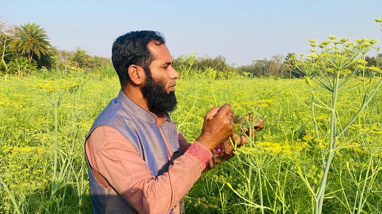 নিজের চাষ করা বারি-২ জাতের মৌরি ক্ষেতে জাজিরার জয়নগরের কৃষক মো. সুলাইমান। ছবি : কালবেলা