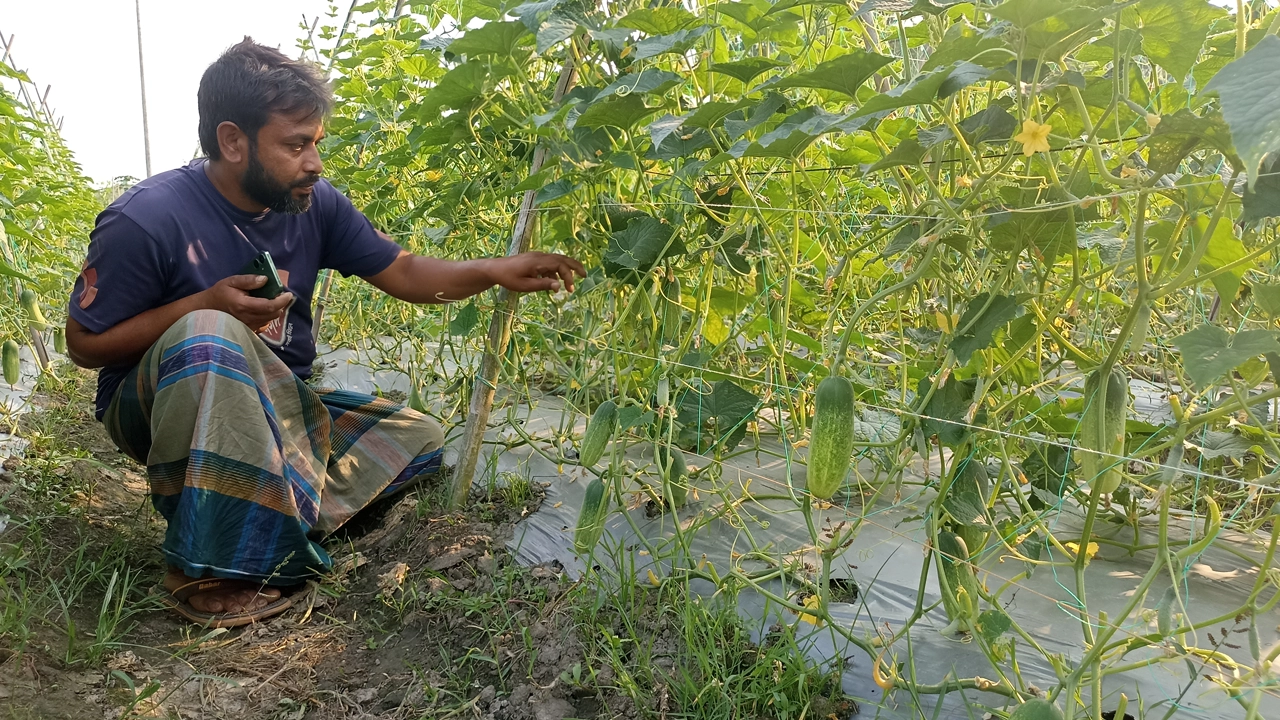 মালচিং পদ্ধতি ব্যবহার করে চাষ করা শসা ক্ষেতে কুমিল্লার ব্রাহ্মণপাড়ার চাষি সোহেল হক। ছবি : কালবেলা