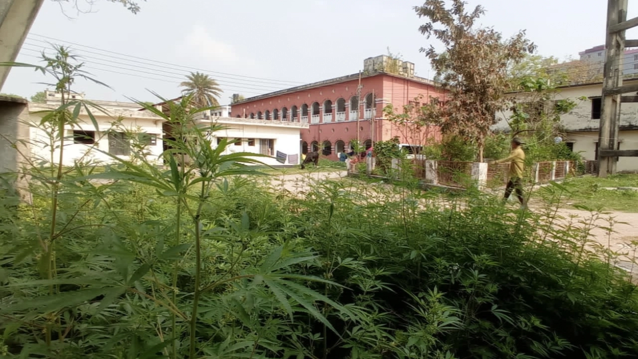 ফরিদপুর সদর হাসপাতাল আঙিনায় বেড়ে ওঠা গাঁজা গাছ। ছবি : কালবেলা