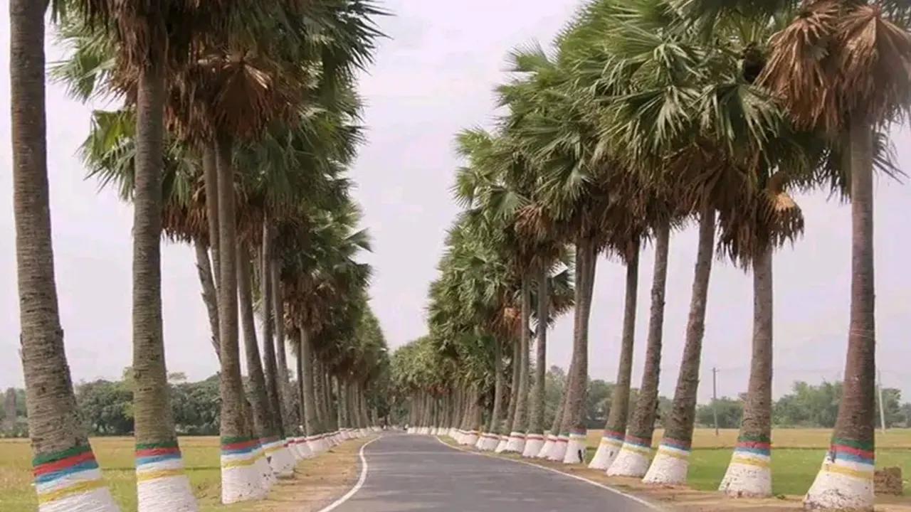 নওগাঁর নিয়ামতপুরের ঘুঘুডাঙ্গার দীর্ঘতম ও দৃষ্টিনন্দন তালসড়ক। ছবি : কালবেলা