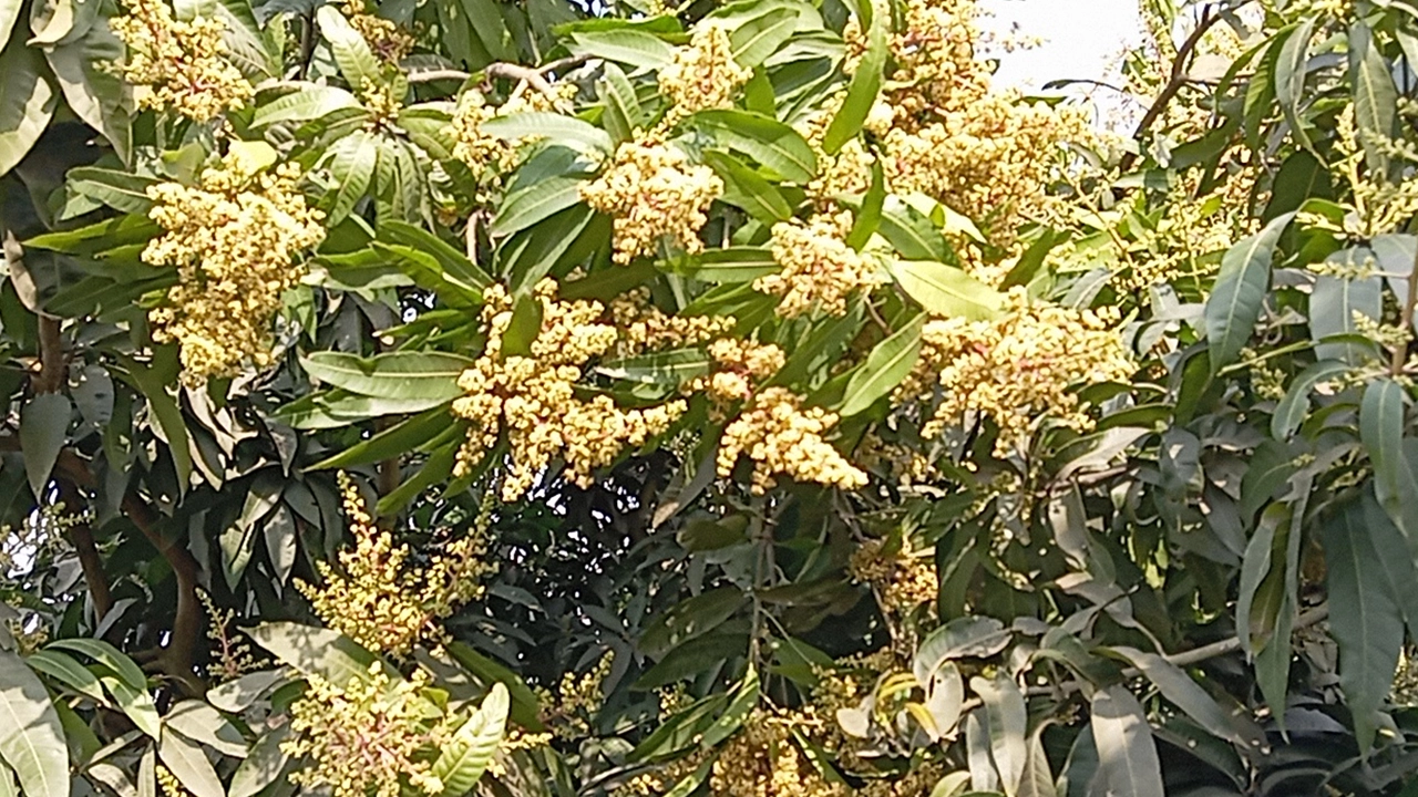 চাঁপাইনবাবগঞ্জের গাছে গাছে আমের মকুল। ছবি : কালেবেলা