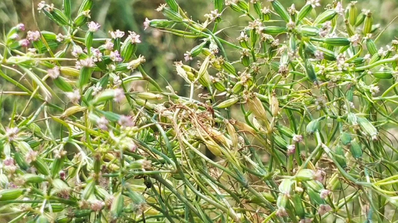 নাটোরের নলডাঙ্গায় জিরা চাষ। ছবি : কালবেলা