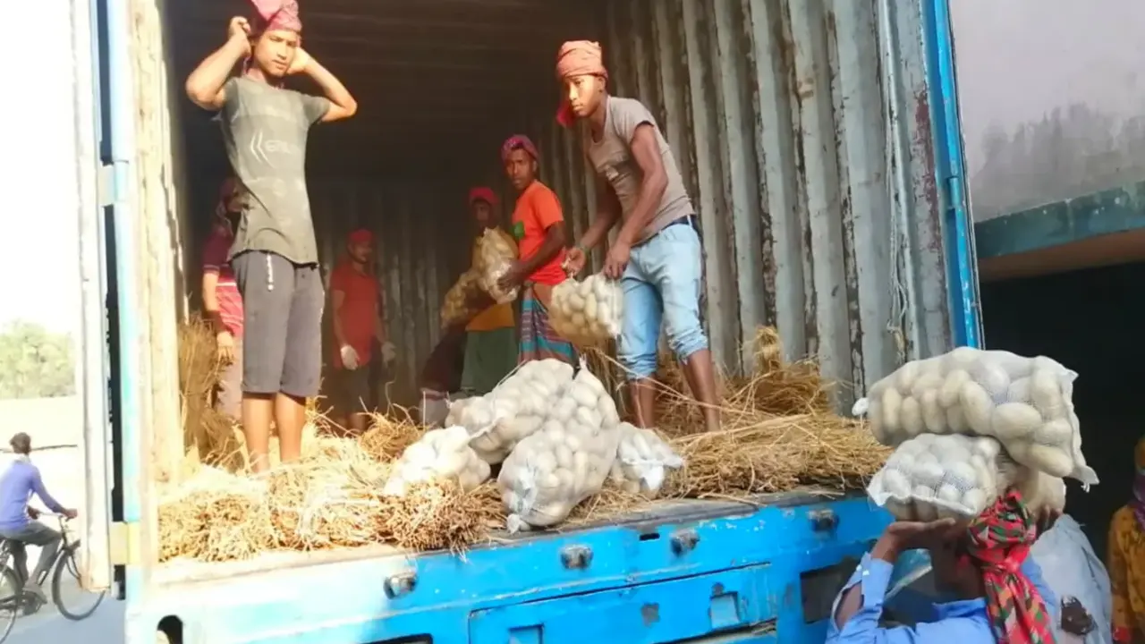 সংগ্রহকৃত আলু প্যাকেটজাত করে গাড়িতে তুলছেন শ্রমিকরা। ছবি : কালবেলা