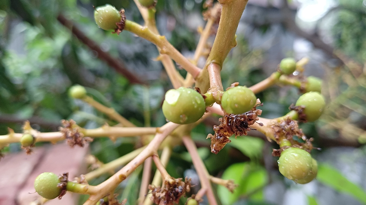 রাজশাহীতে গাছে গাছে আমের মুকুল। ছবি : কালবেলা