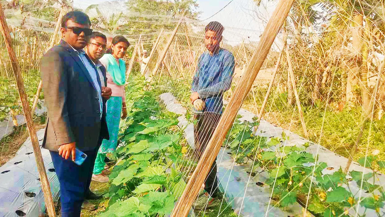 অমিতের কৃষি জমি পরিদর্শনে ইউএনও সজল মোল্লা ও কৃষি কর্মকর্তা সোমা রানি দাস। ছবি : কালবেলা