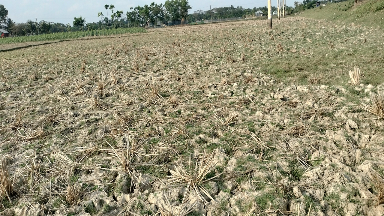 পানির অভাবে হচ্ছে না ঘাস। ছবি : কালবেলা