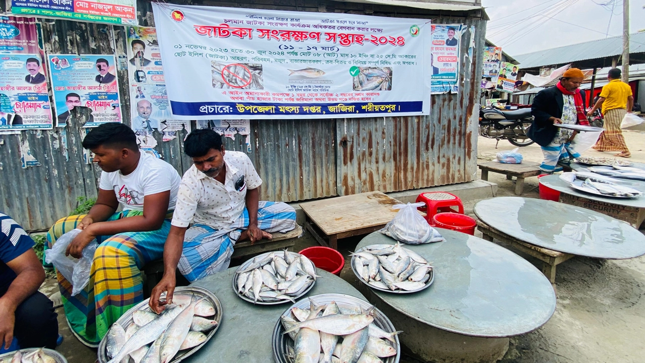 জাটকা ইলিশের পসরা সাজিয়ে বসেছেন এক বিক্রেতা। ছবি : কালবেলা