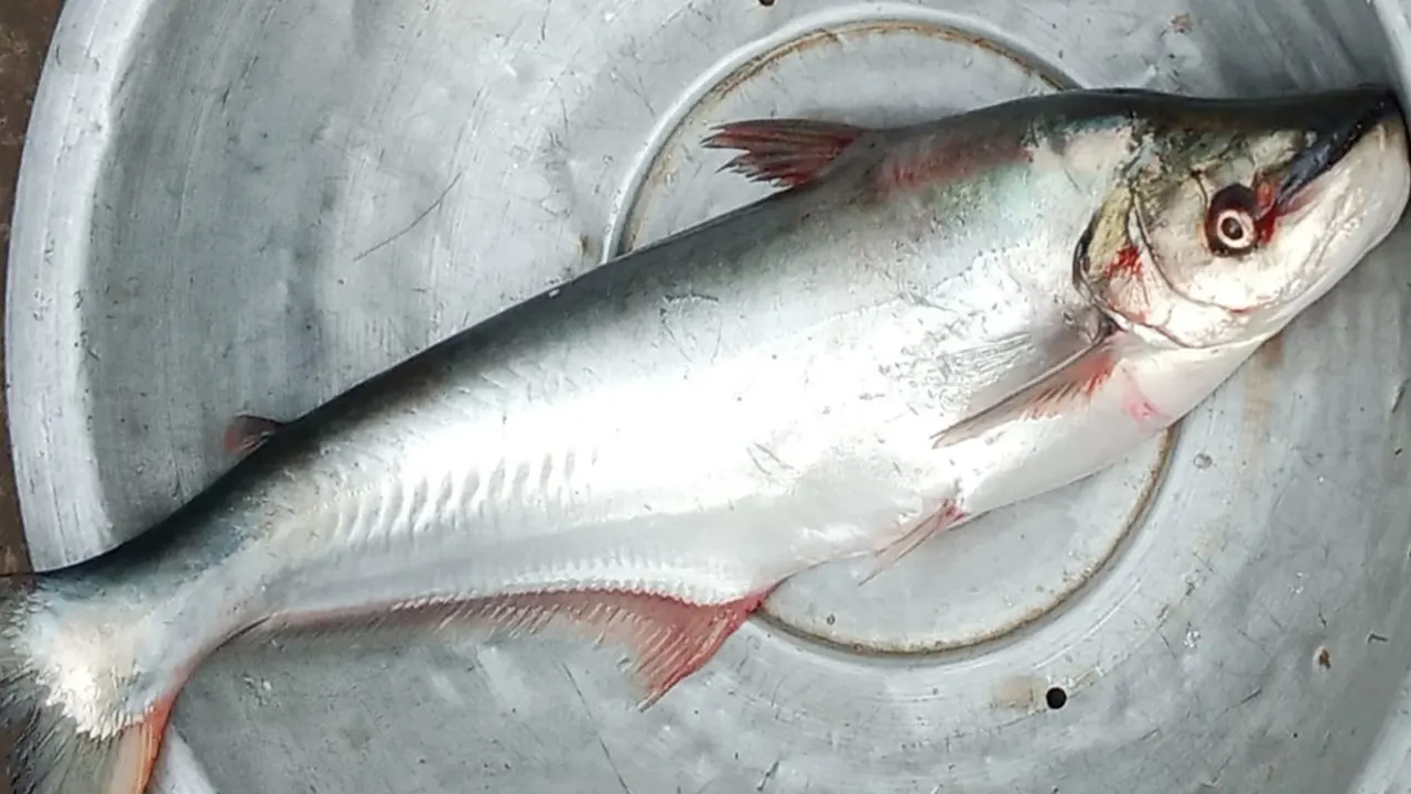 বিপন্ন প্রজাতির শিলং মাছ