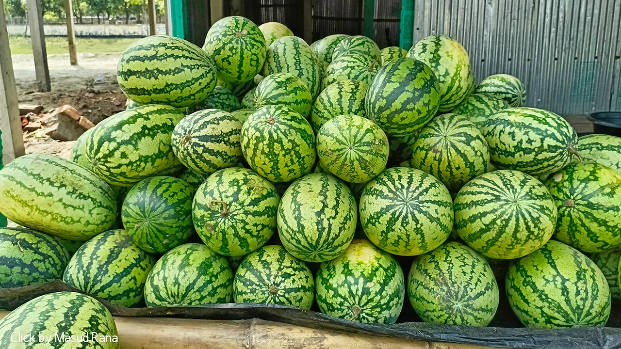 দিনাজপুরের খানসামার একটি বাজারে তরমুজ। ছবি : কালবেলা