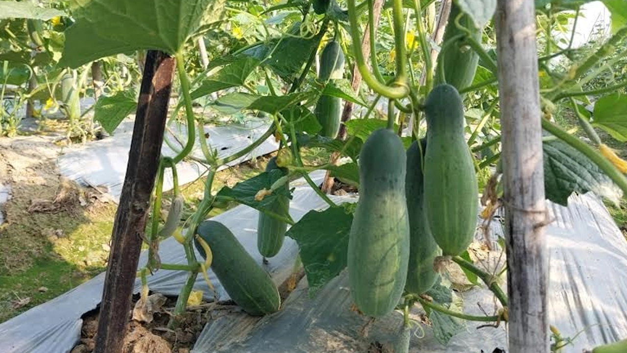 মাচায় ঝুলে রয়েছে শসা। ছবি : সংগৃহীত