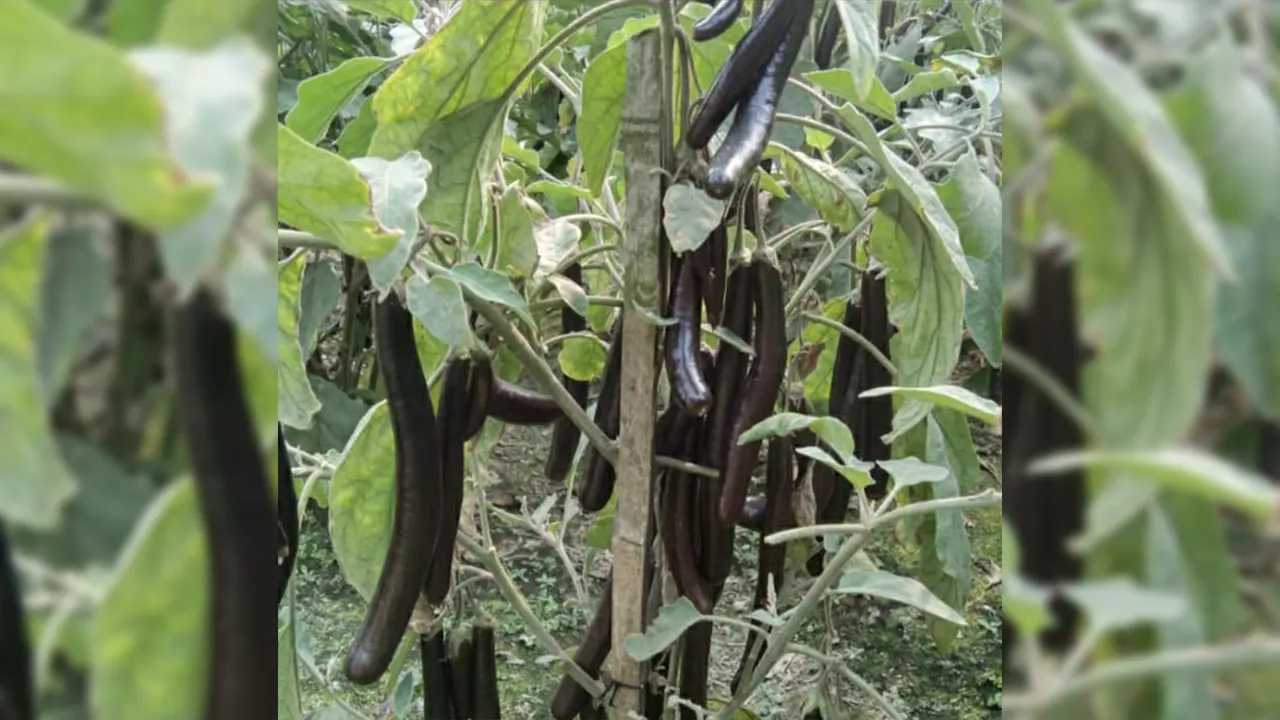 বুড়িচং উপজেলার মিথলমার এলাকার কৃষক মিজানুর রহমানের ক্ষেতের বেগুন। ছবি : কালবেলা