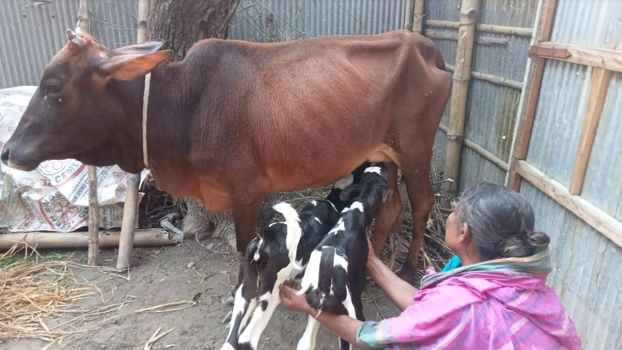 একসঙ্গে জন্ম নেওয়া বাছুর দুটিকে দুধ খাওয়ানো হচ্ছে। ছবি : কালবেলা