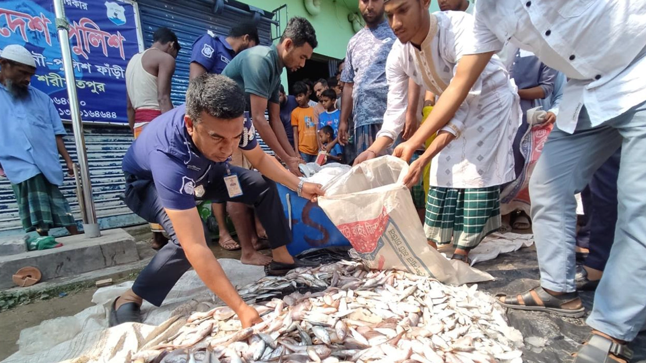 জব্দ করা জাটকা বিভিন্ন এতিমখানায় বিতরণ করা হয়। ছবি : কালবেলা